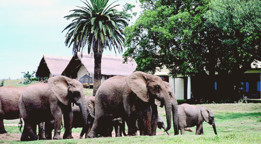 Gorah Elephant Camp - Greater Addo Elephant Park