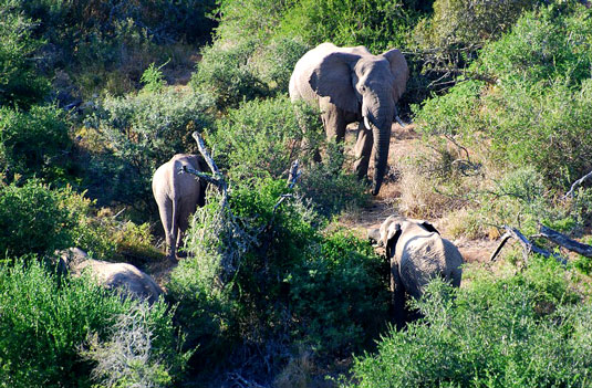 Addo Elephant National Park -