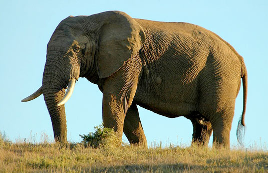 Elephant - Greater Addo and Eastern Cape Game Park Reservations