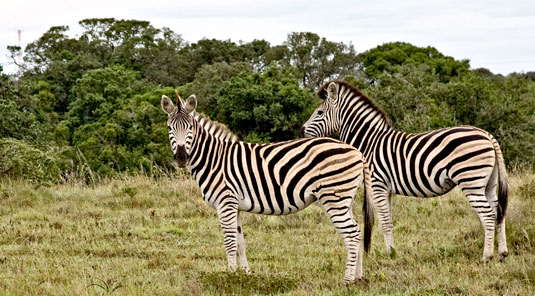 Amakhala Game Reserve - Bush Lodge