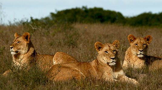 Amakhala Game Reserve - Quatermains Camp