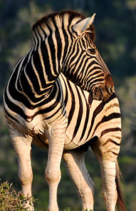 Zebra- Kariega Game Reserve