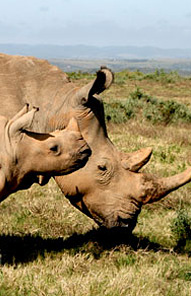 Rhino - Kariega Private Game Reserve