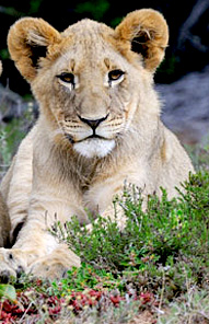 Lion - Kariega Game Reserve
