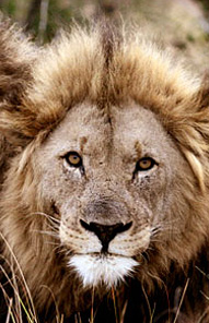 Lion - Kariega Private Game Reserve