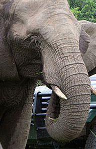 Elephant - Kariega Game Reserve