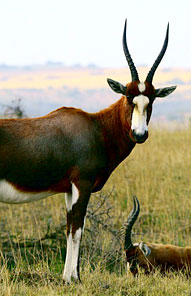 Kariega Private Game Reserve, Eastern Cape