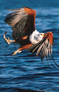 Fish Eagle - Kariega Private Game