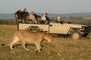 Lion on Game Drive at Lalibela