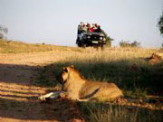 Lion on Game Drive